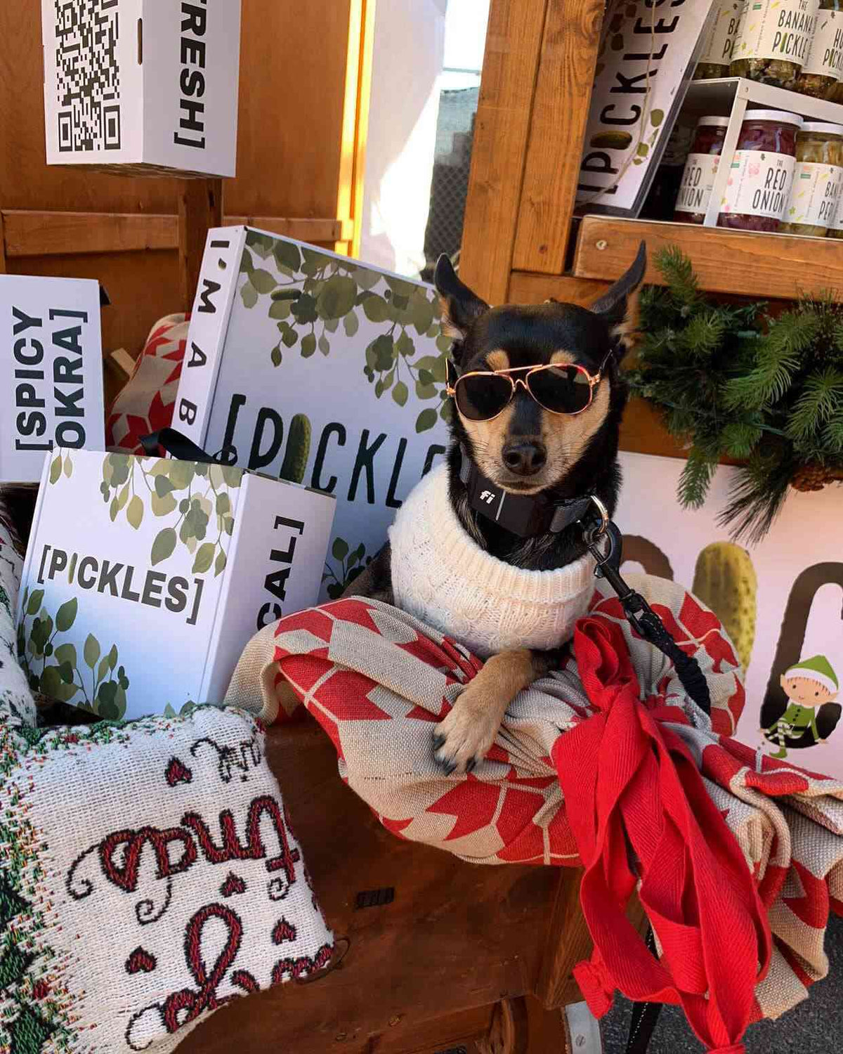Small dog in sunglasses among [PICKLES] gift boxes at a holiday stall