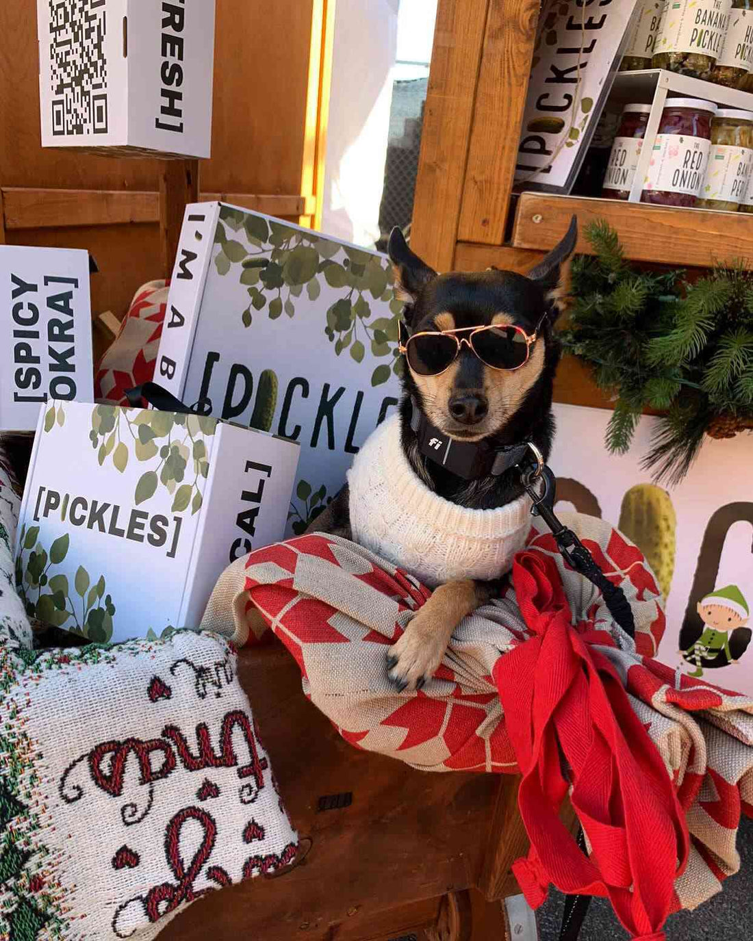 Small dog in sunglasses and a sweater sitting among [PICKLES] gift boxes at a holiday stall