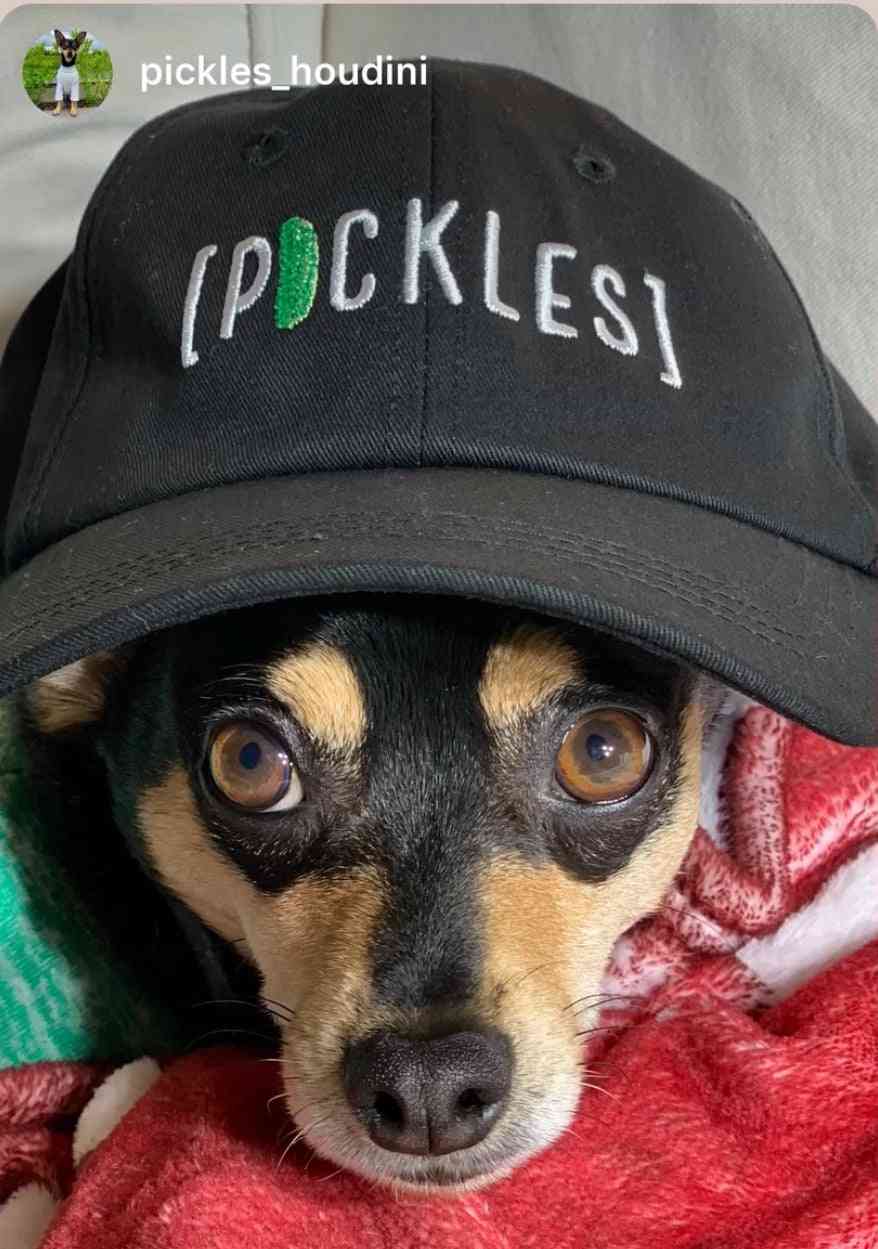 Black Pickle Cap Hat with embroidered logo, trendy accessory for food gift baskets, dog wearing it, indoors setting